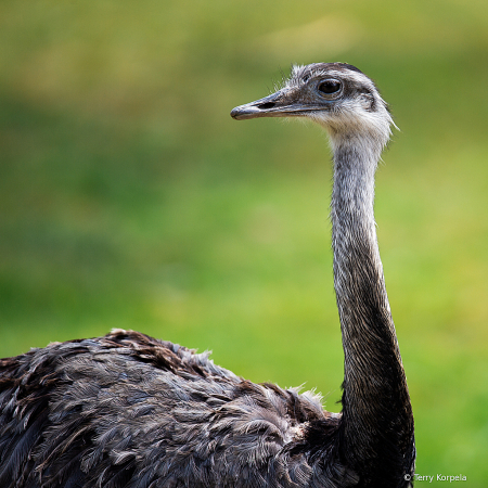 Greater Rhea