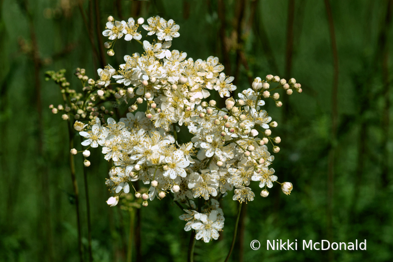 Meadowsweet