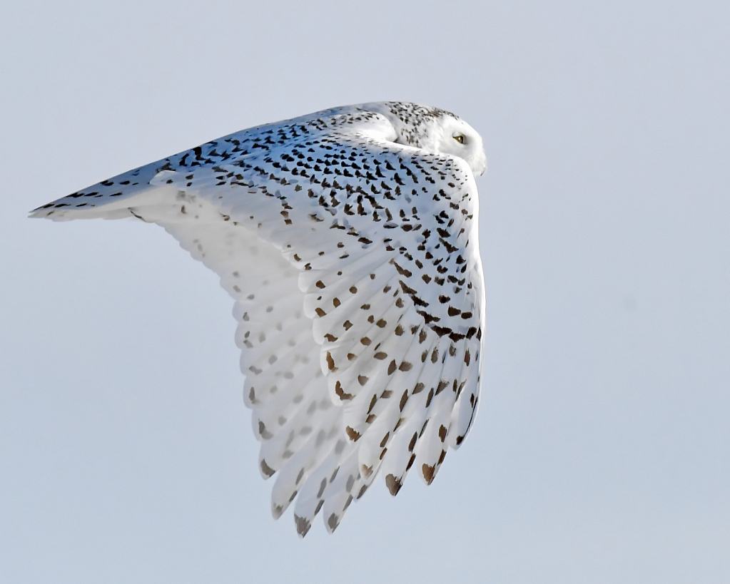 The Snowy Owl Fly-by
