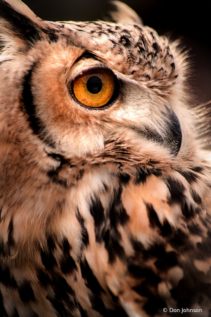 Owl Close Up 11-10-19 127