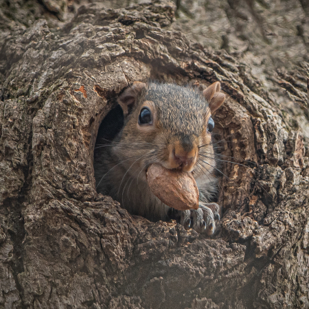 Sometimes I Feel Like a Nut