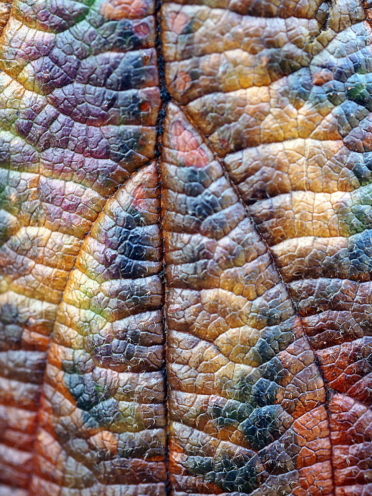 Rainbow Leaf