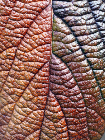 Rainbow Leaf II