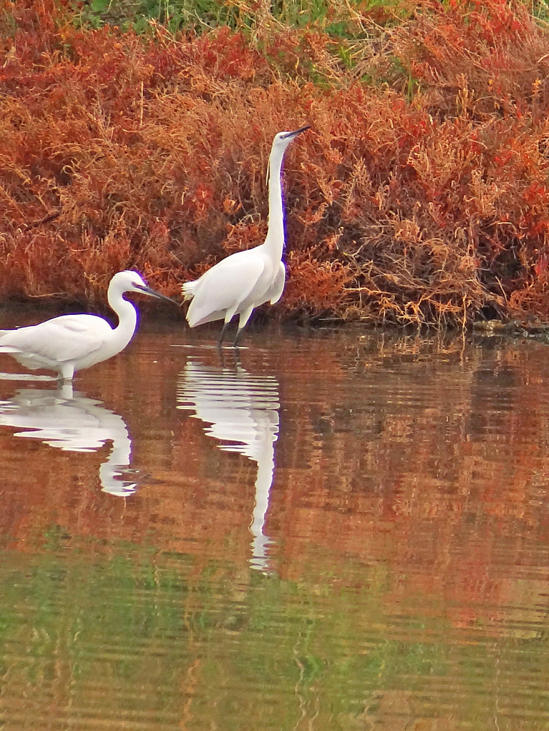 Egret birds.