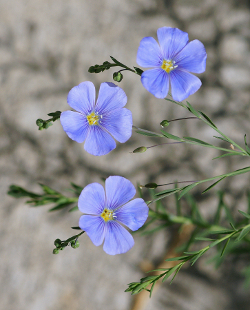 flowers in thirds