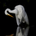 2Great Egret Reflecting - ID: 15787724 © Carol Eade