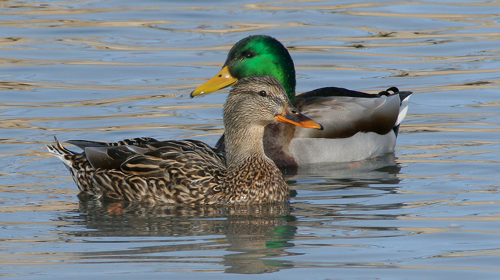 Duck friends