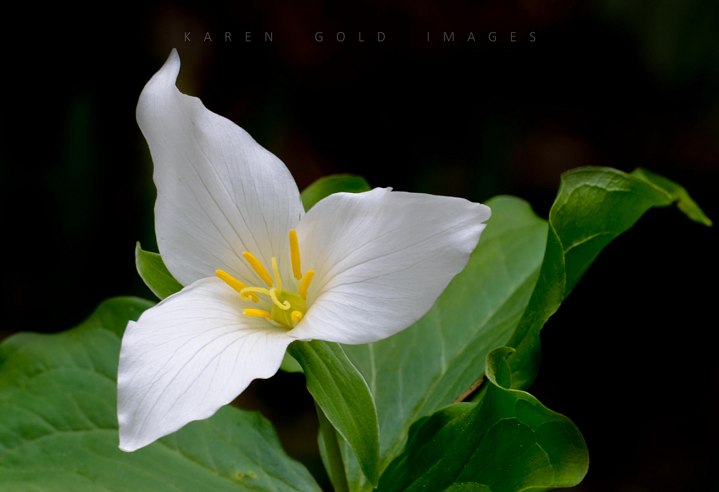 Trillium