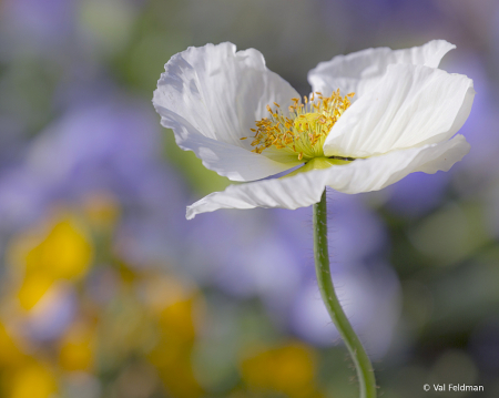 Poppin' Poppies