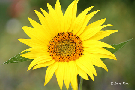 Mini Sunflower