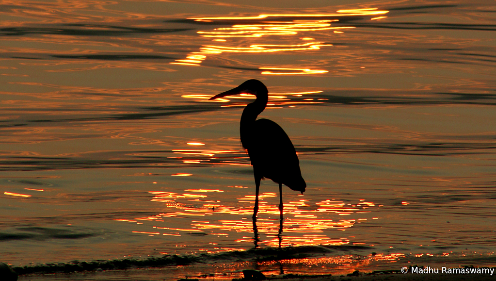 Silhouette