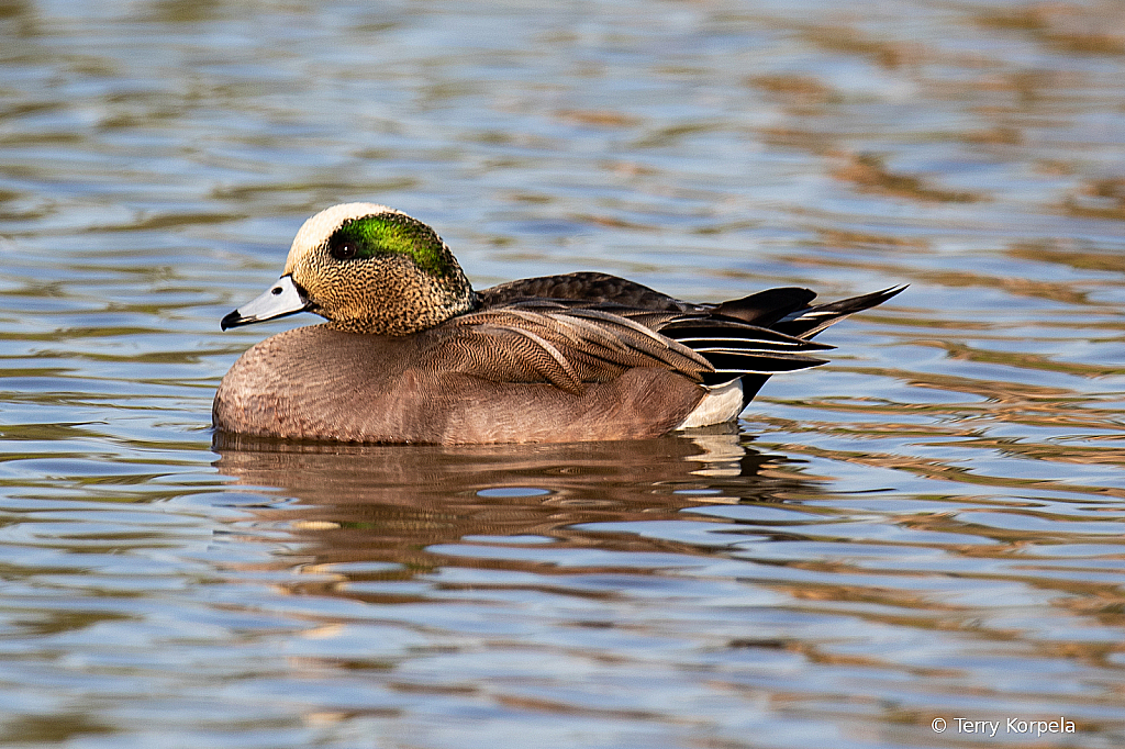 American Wigeon