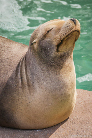 California Sea Lion