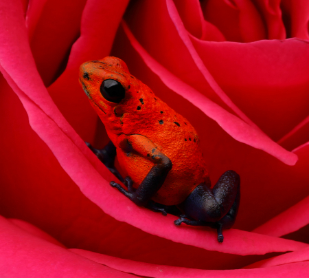 Frog in Rose