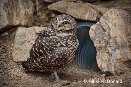 Burrowing Owl and Culvert