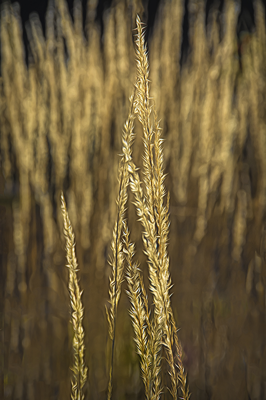 Grasses and Sunlight