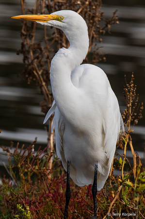 Great Egret