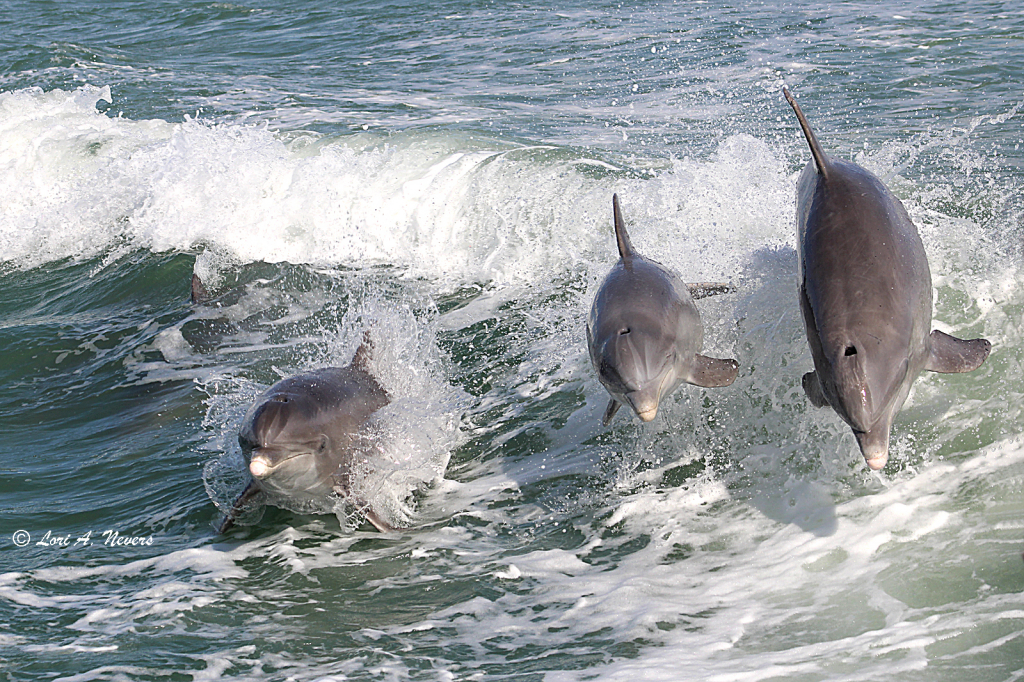 On a Dolphin Cruise