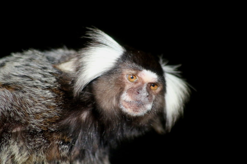 Common Marmoset