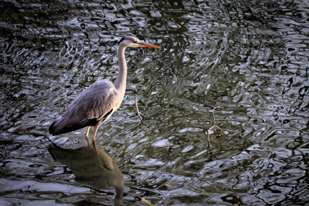 Heron