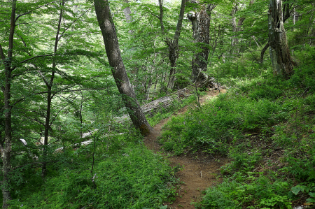 Trail in the southern beech forest