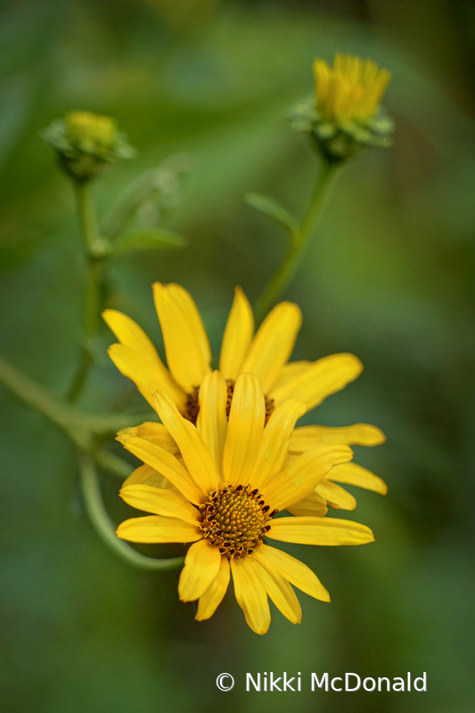 Maximilian Sunflower