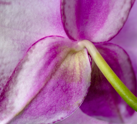 Orchid from Behind