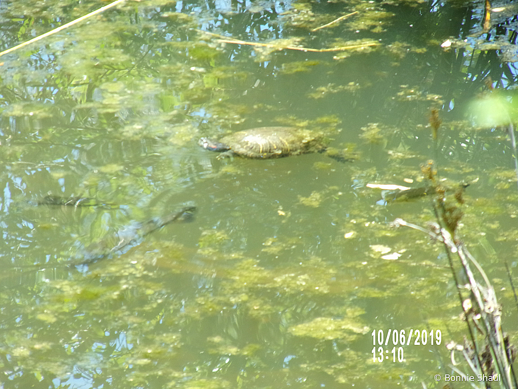 Turtle Swimming