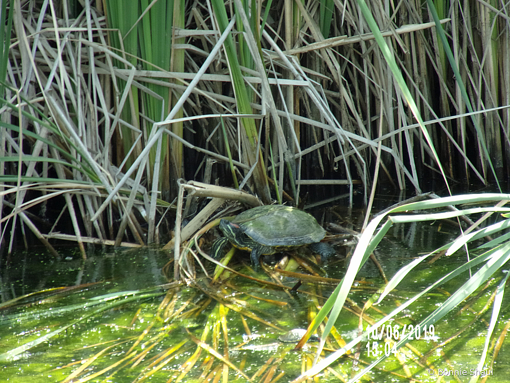 sunning after a nice swim