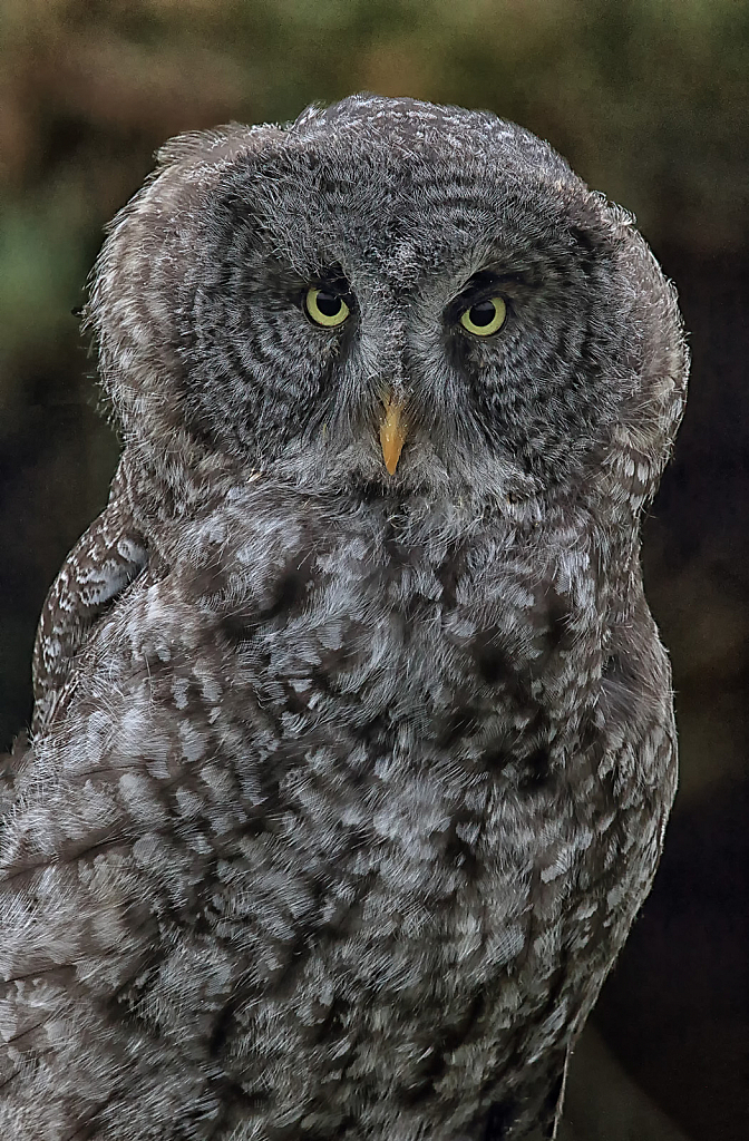 Baby Great Gray Owl