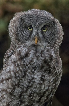 Baby Great Gray Owl