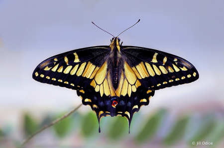 Anise Swallowtail (Papilio zelicaon ) #2