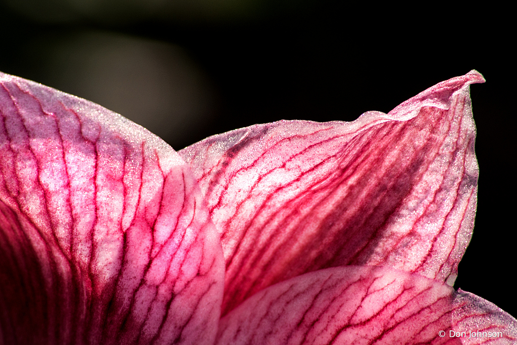 Amaryllis Petals