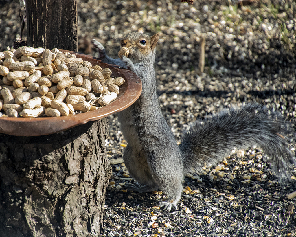 Peanuts