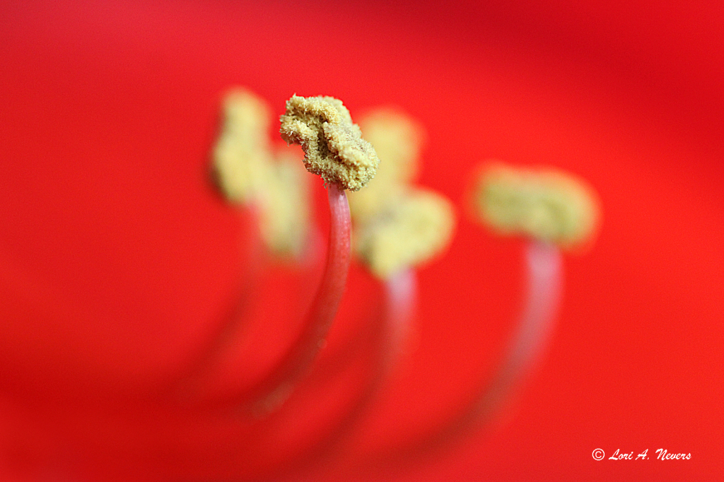 Amaryllis Close Up