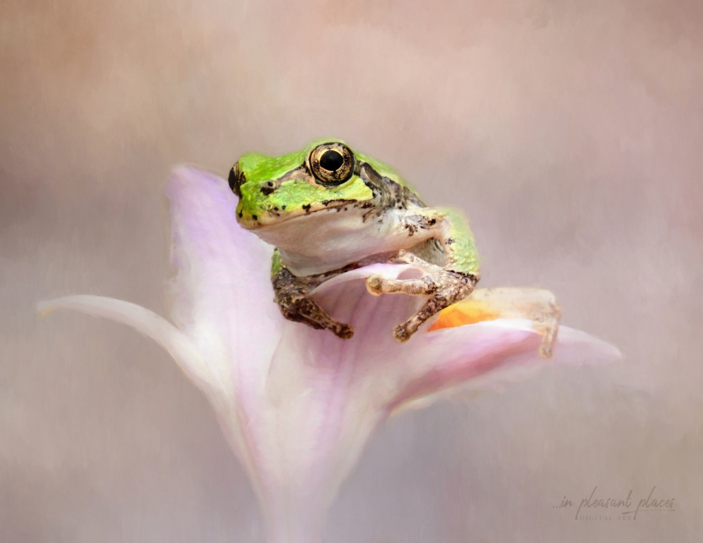 Leap Year