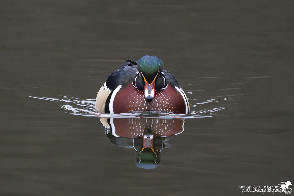 Winter Wood Duck Reflections