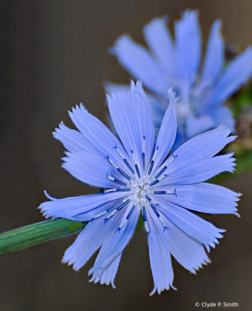 Chickory - ID: 15789263 © Clyde Smith