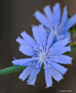 Chickory