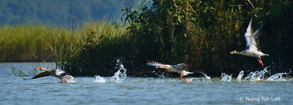 The geese