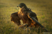 Eagle