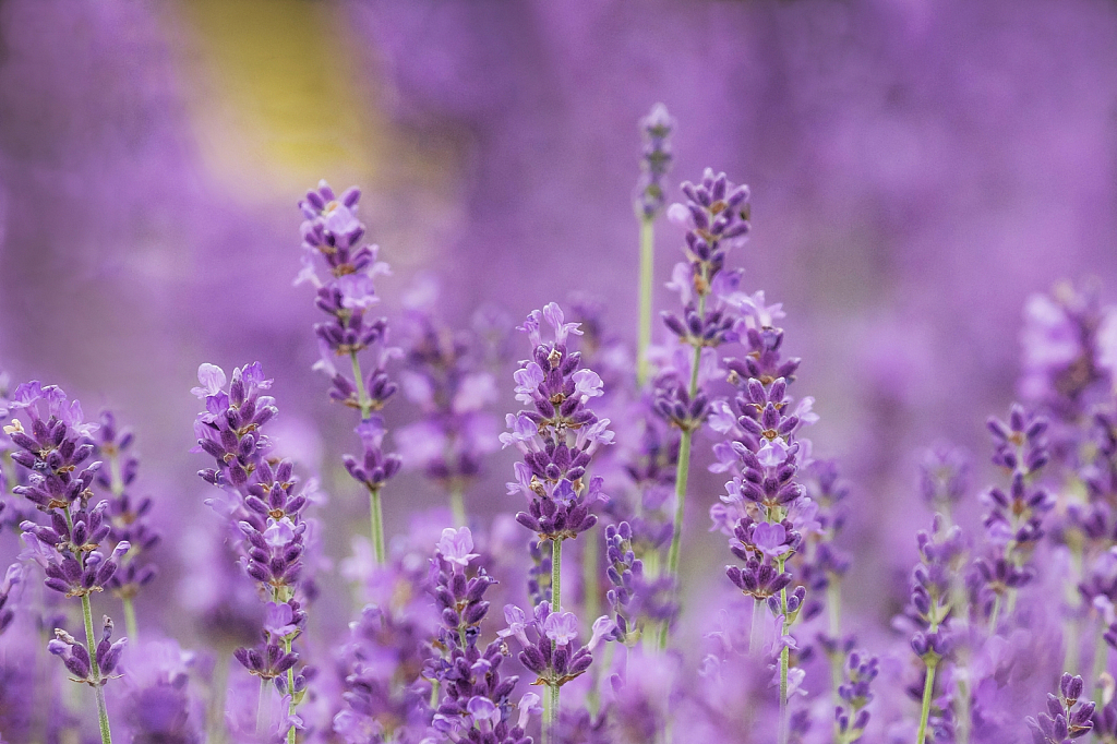 Lavender