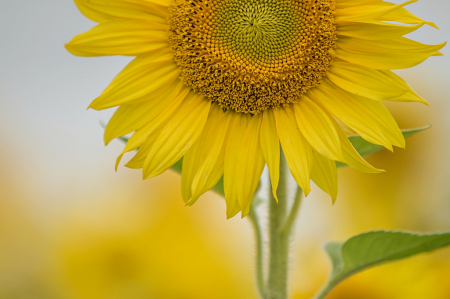 Sunny Yellow