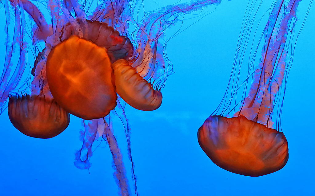 Orange Jellies