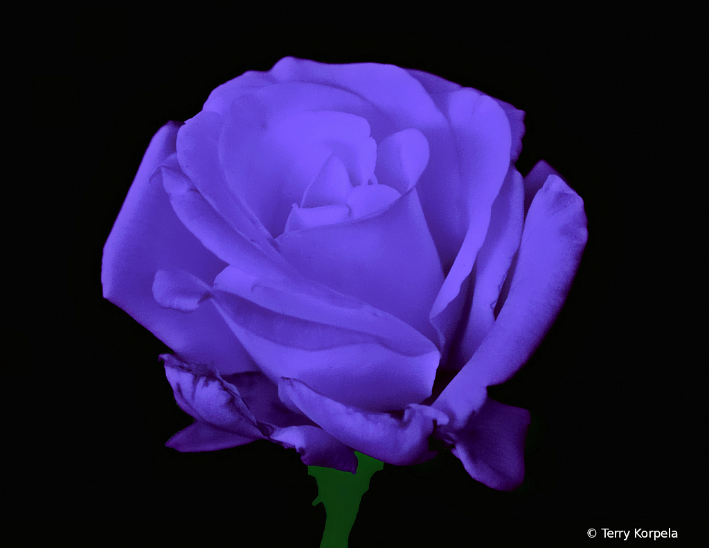 Infrared Rose - ID: 15789229 © Terry Korpela