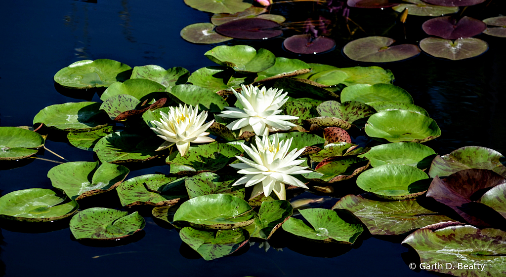 Water Lily Collection