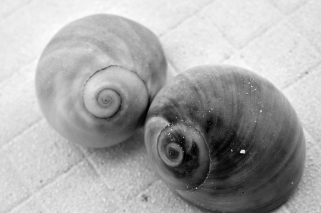 SNAILS IN B&W