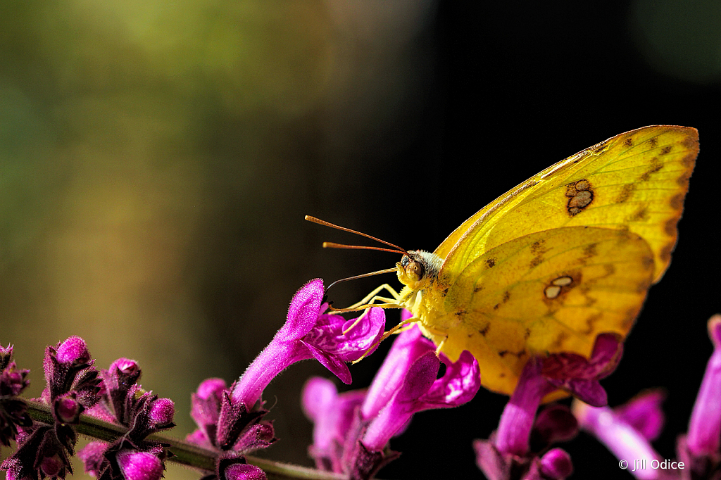 Clouded Sulphur Butterfly - (Colias philodice)