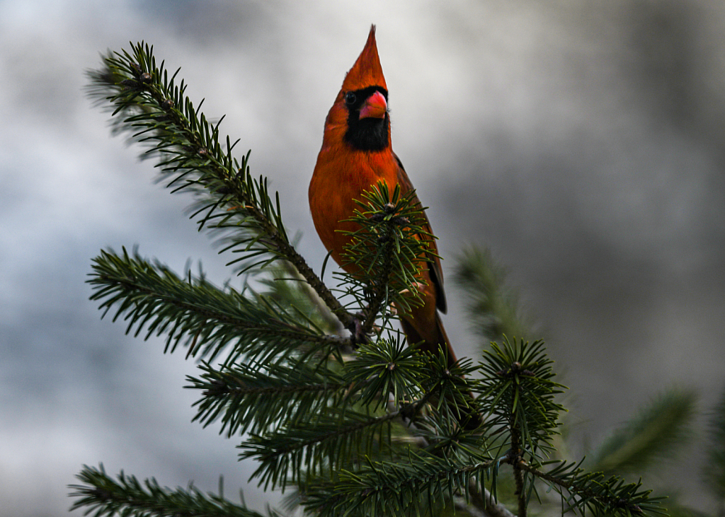 Cardinal