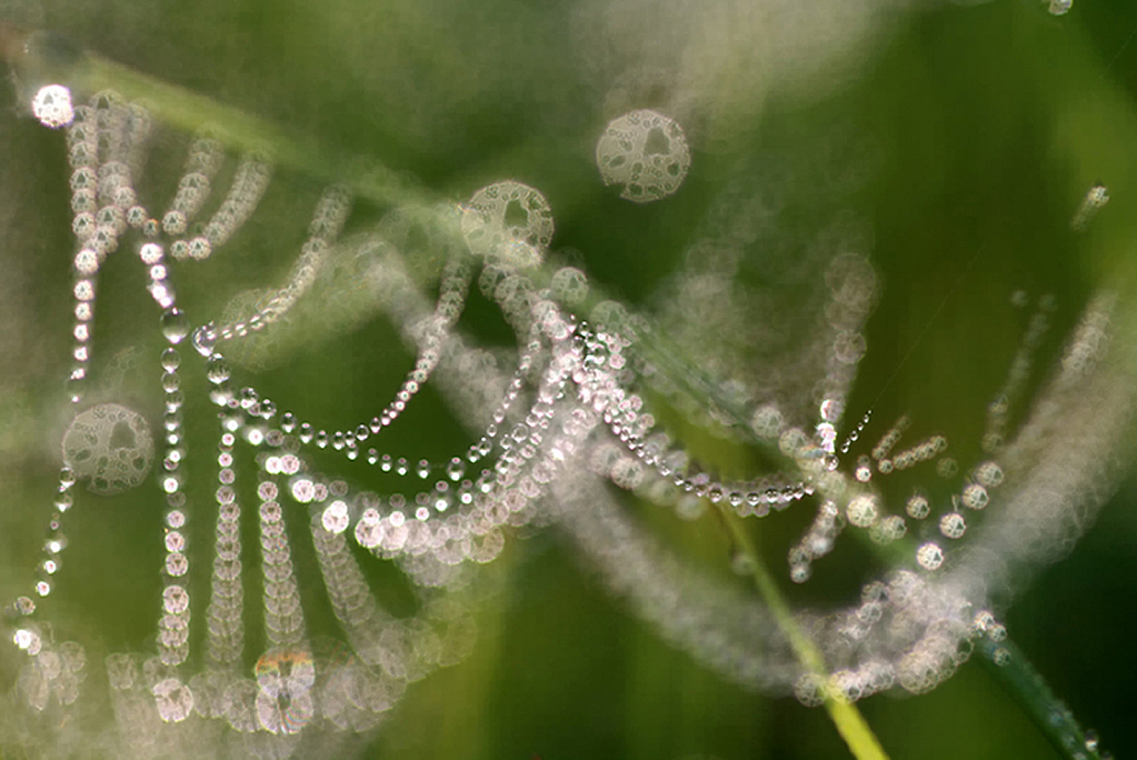 Abstract Of Lacy Dew